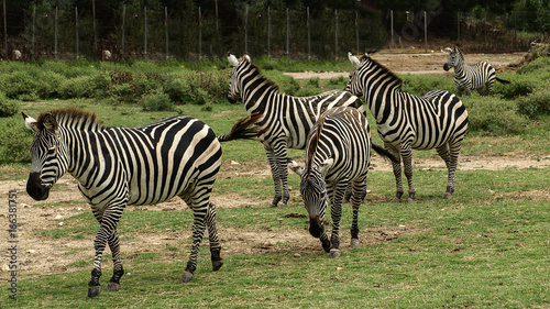 View of some beautiful african zebras  African  equids   walking in a row on a green grass ground.