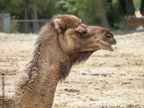 Side view of a camel (Camelus dromedarius) head and neck with blurred background.