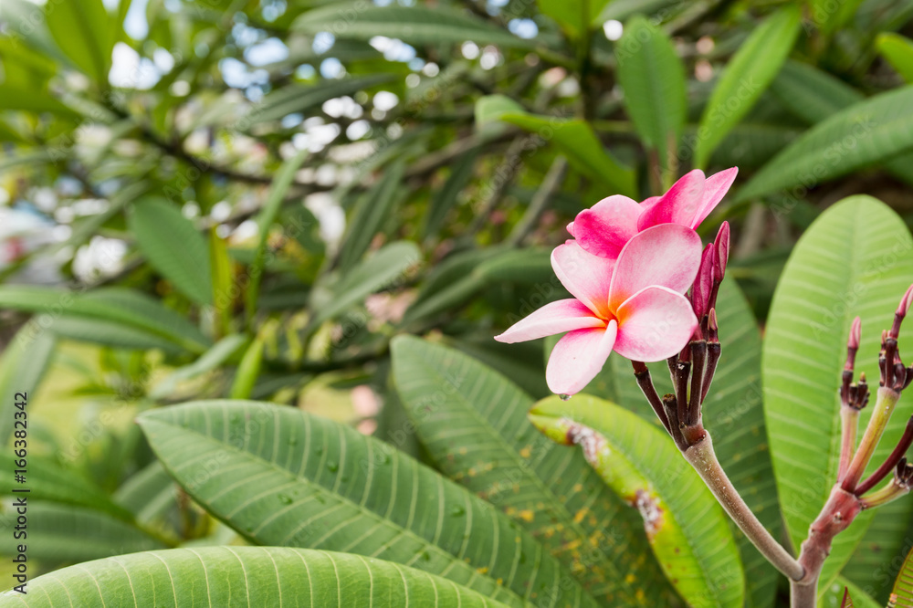 Plumeria frangipani pink flowers in Martinique