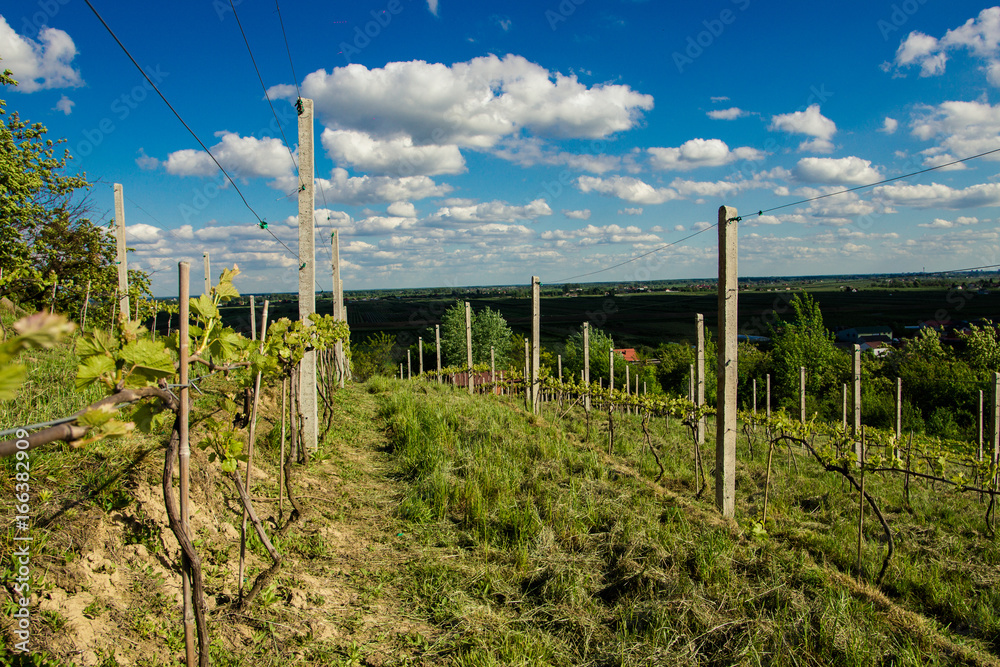 winnica
