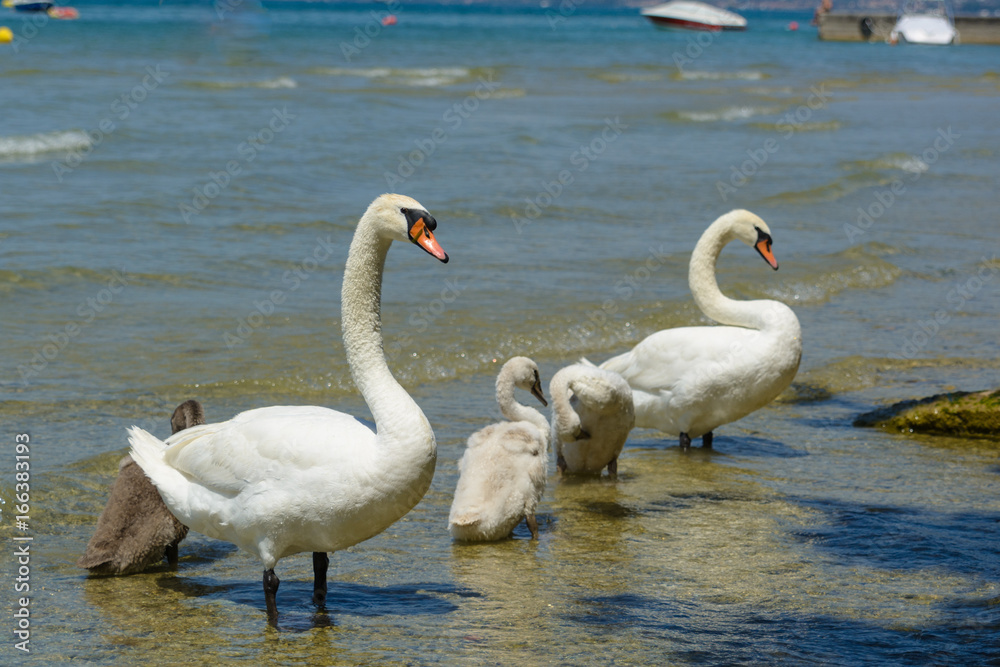 Swan Family Swan Family