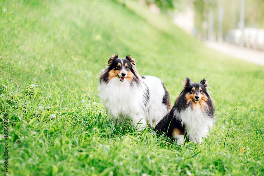 portrait of two happy friends dogs puppy and Shetland Sheepdog in clothes on nature background. collie and yorkie playing