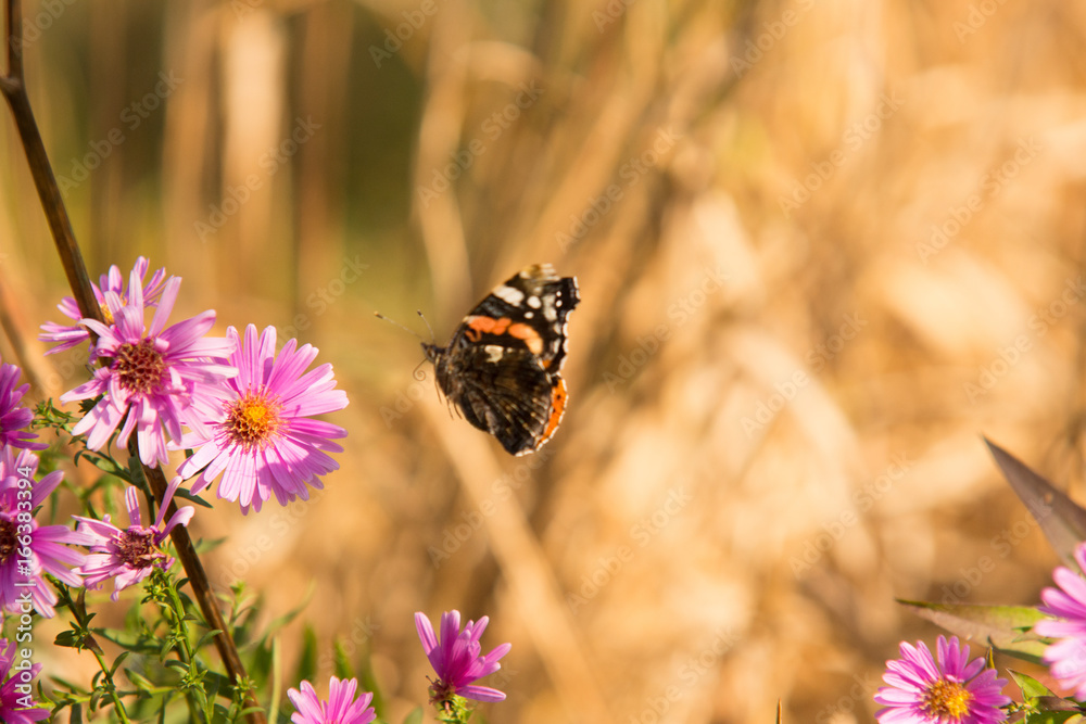 motyl na kwiatku
