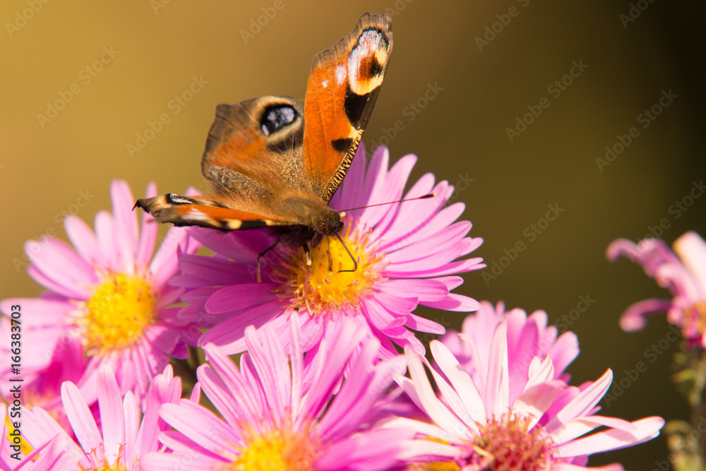 motyl na kwiatku