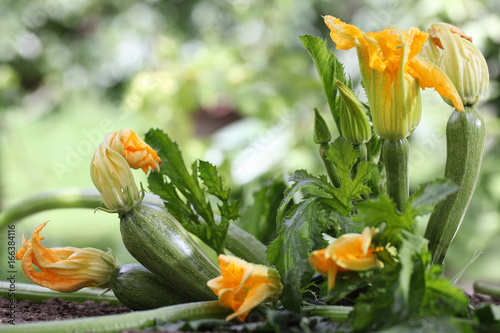 Fototapeta Naklejka Na Ścianę i Meble -  Zucchini flowers plant in vegetable garden growing