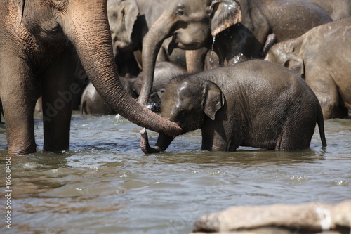 Sri Lankan Asian Elephants