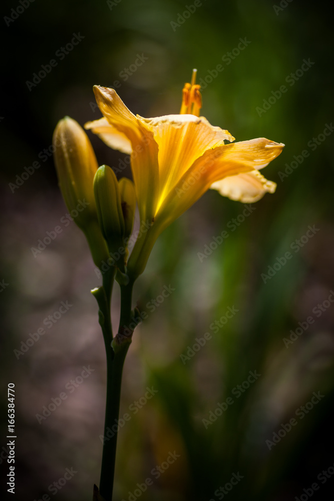 Yellow Antique Lily