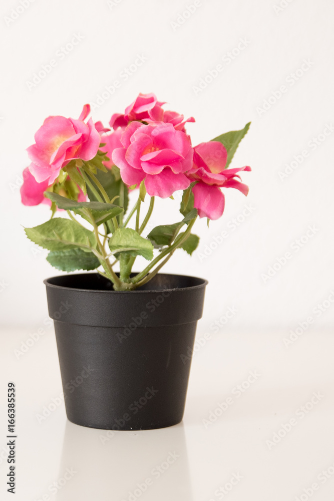 Flores rosas en tiesto Flores rosas en tiesto