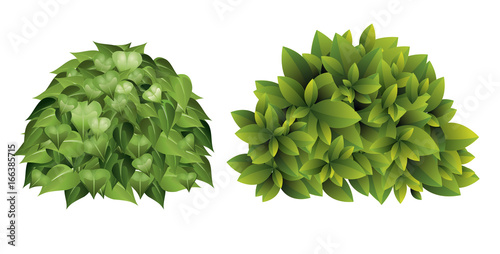Vector illustration of garden bush with green leaves in cartoon style.