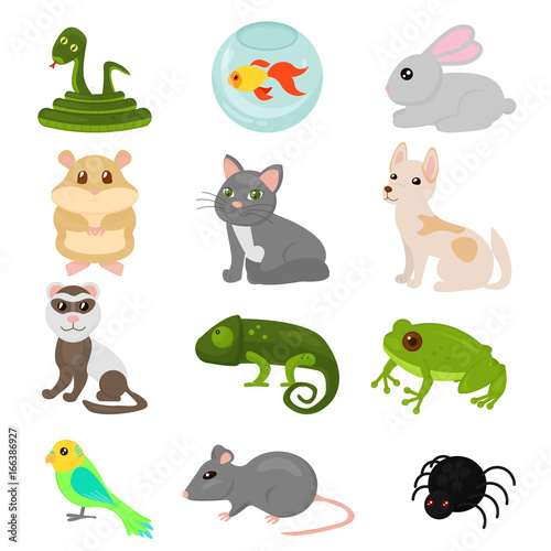 Vector illustration of home pets set isolated on white background  cat dog parrot goldfish  amphibian hamster  insects  bird in cartoon flat style.