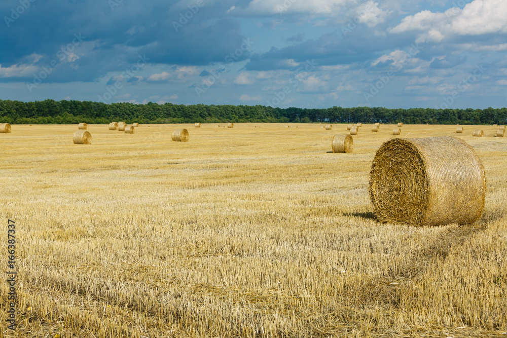 stack of wheat straw during harvesting. Agricultural field. Rolls of haystacks