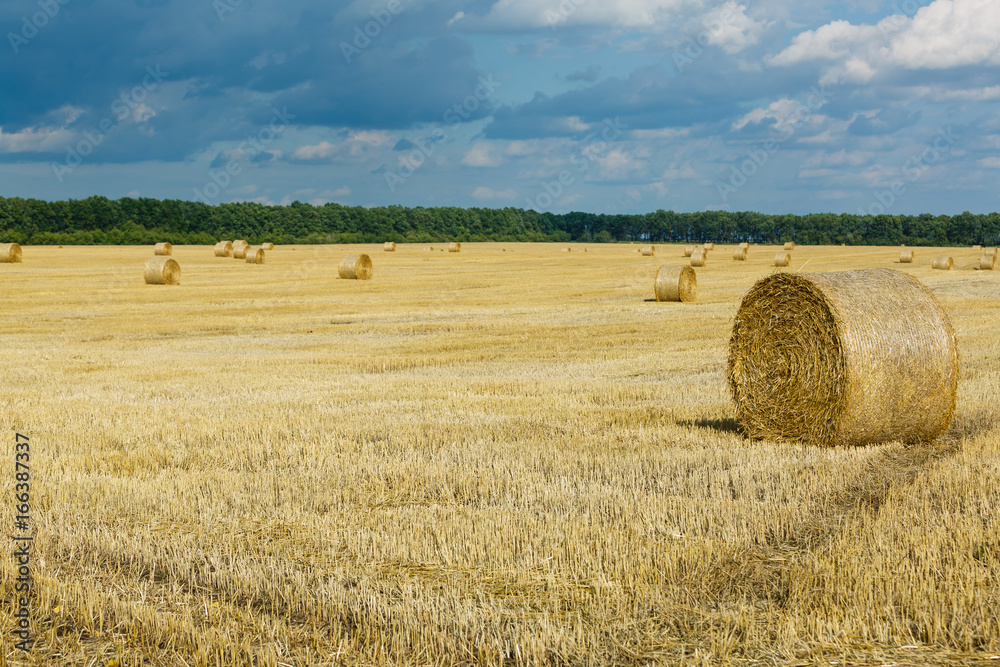 Fototapeta premium stack of wheat straw during harvesting. Agricultural field. Rolls of haystacks