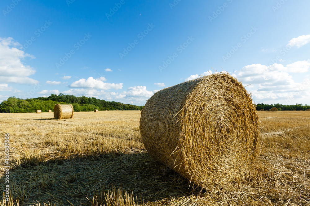 stack of wheat straw during harvesting. Agricultural field. Rolls of haystacks