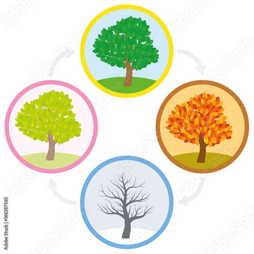 Tree throughout the course of a year with different foliage in typical colors and shades - spring, summer, autumn and winter arranged in a circle. Vector illustration.
