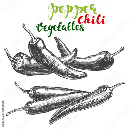 chili peppers vegetable set hand drawn vector illustration realistic sketch