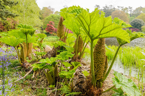 Gunnera plants in flower beside a lake photo