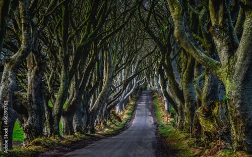 Fotografie a tree lined road called The Dark Hedges in Northern Ireland
