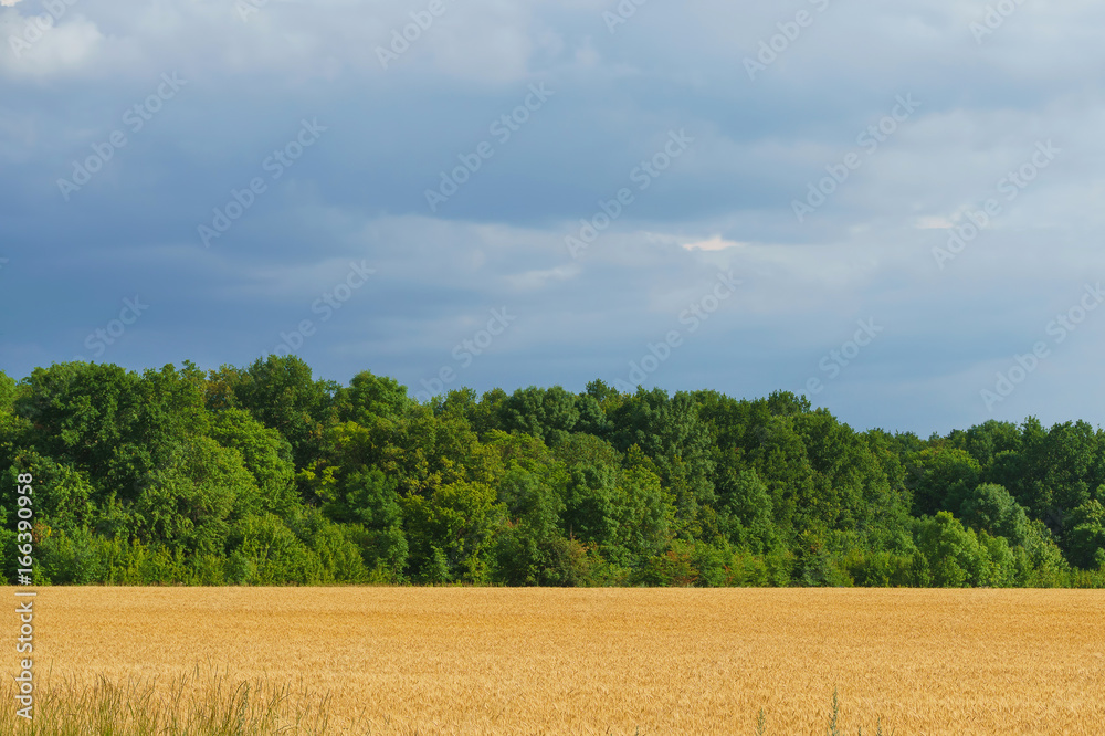 cereals field of wheat