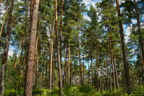 green pine forest with tall trees