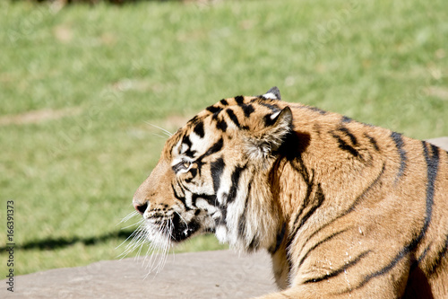Fototapeta Naklejka Na Ścianę i Meble -  tiger
