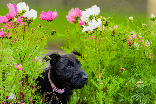 Cute scottish terrier scottie puppy 