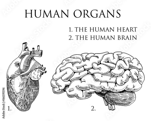 Human biology, organs anatomy illustration. engraved hand drawn in old sketch and vintage style. body detailed brain or pericranium and heart or soul.