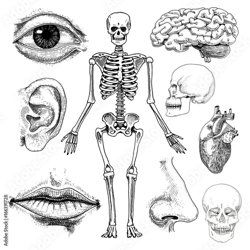 Human biology, anatomy illustration. engraved hand drawn in old sketch and vintage style. skull or skeleton silhouette. Bones of the body. lips and ear with nose. brain and heart.