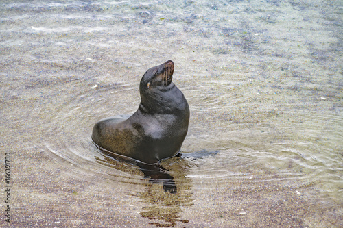 Sea Wolf at Shore of Beach, Galapagos, Ecuador photo