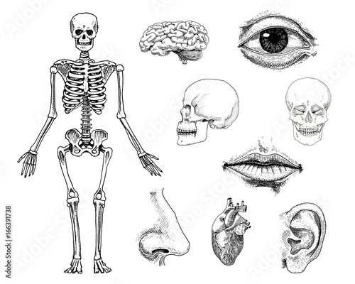 Human biology, anatomy illustration. engraved hand drawn in old sketch and vintage style. skull or skeleton silhouette. Bones of the body. lips and ear with nose. brain and heart.