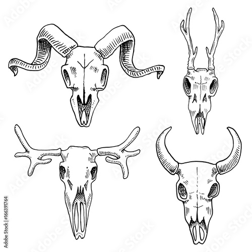 biology or anatomy illustration. engraved hand drawn in old sketch and vintage style. skull or skeleton silhouette. Elk and roe deer, bison or mountain goat. Animals with horns.