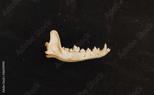 A jaw bone laying on a piece of stone.