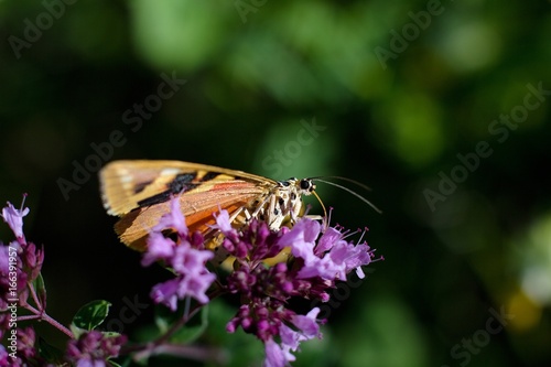 Butterfly Euplagia quadripunctaria