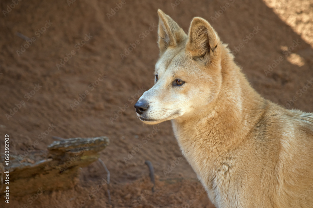 golden dingos golden dingos