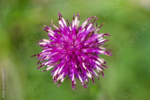 Pink flower for background