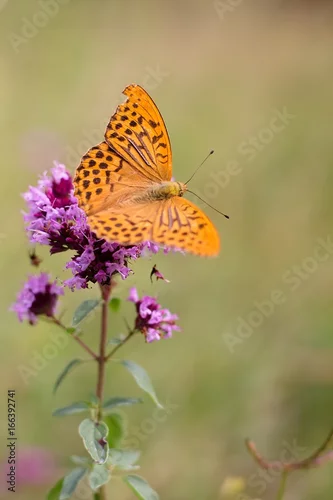 Fototapeta Argynnis paphia
