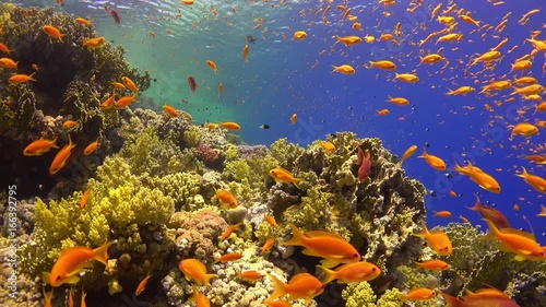 Tropical Fish on Vibrant Coral Reef, underwater static scene
