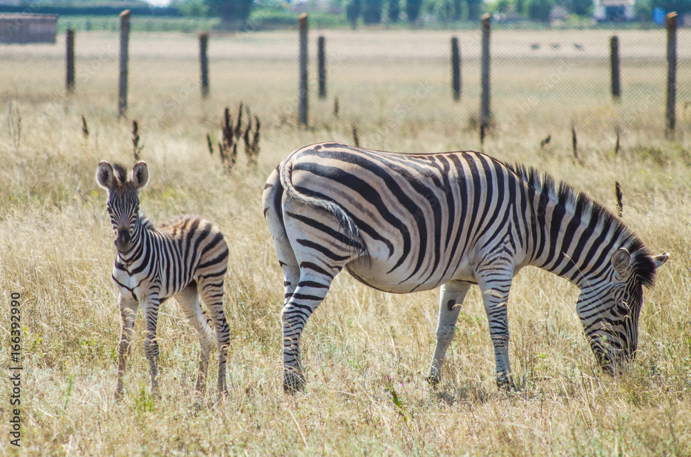 Obraz premium Zebra with foal
