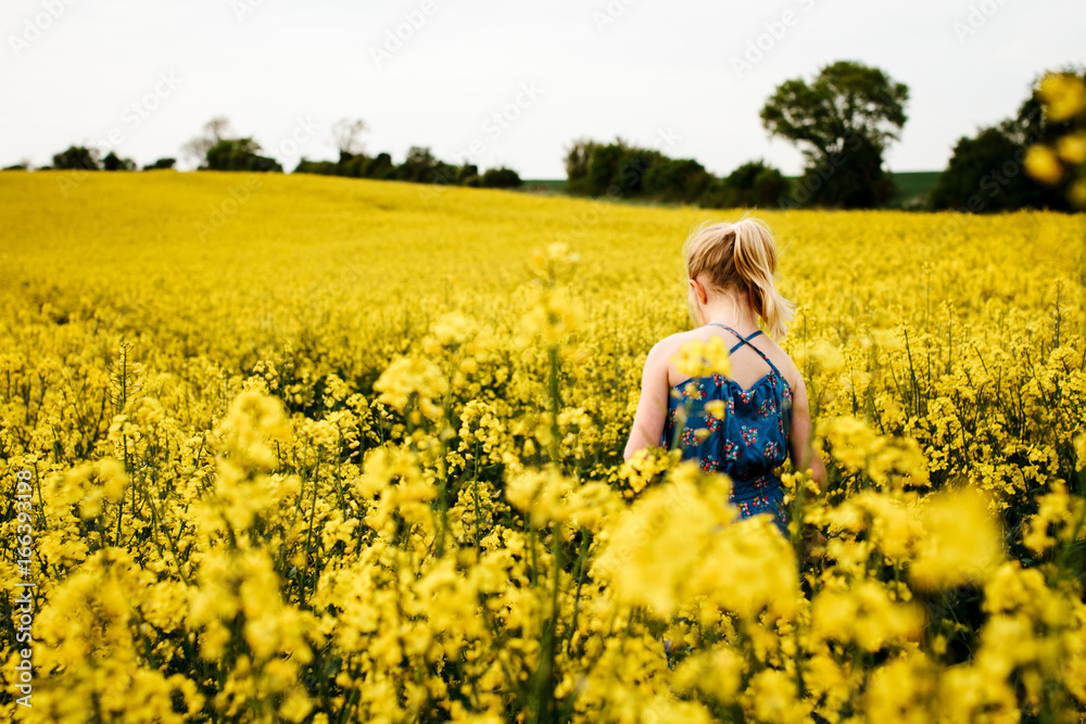 A little girl walking through a field of rape A little girl walking through a field of rape