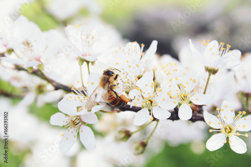 Close-up of bee on plum tree flowers in springtime garden