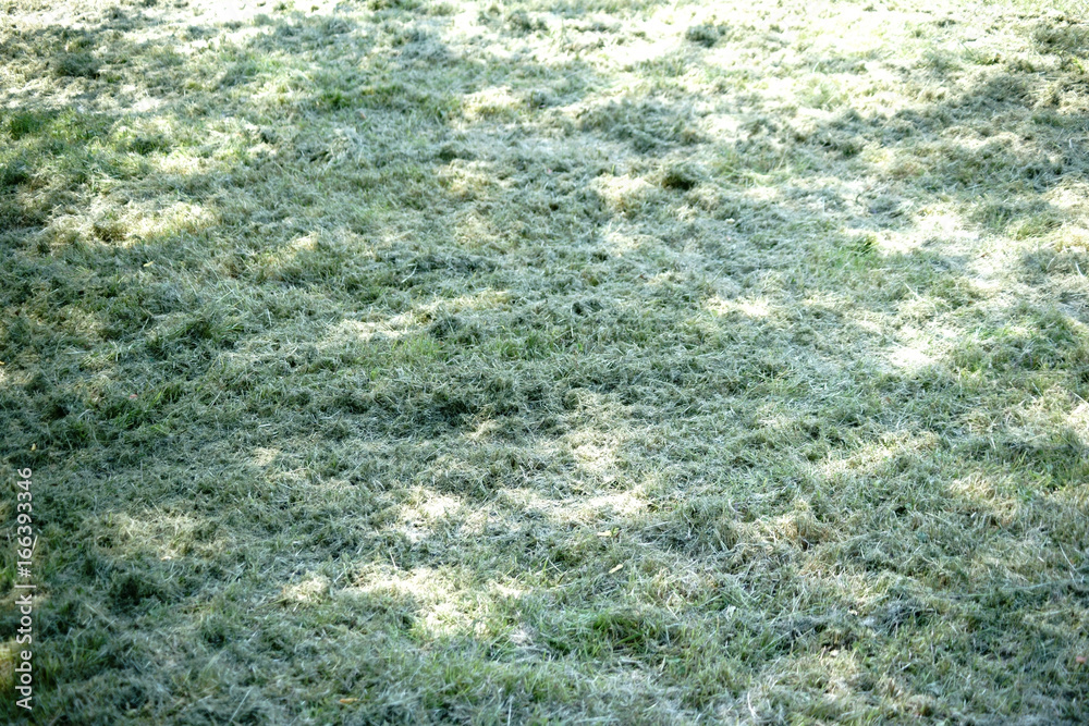 Gemähtes Gras / Frisch gemähtes Gras im Sonnenlicht ausgebreitet zum Trocknen. Gemähtes Gras / Frisch gemähtes Gras im Sonnenlicht ausgebreitet zum Trocknen.