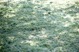 Gemähtes Gras  / Frisch gemähtes Gras im Sonnenlicht ausgebreitet zum Trocknen.