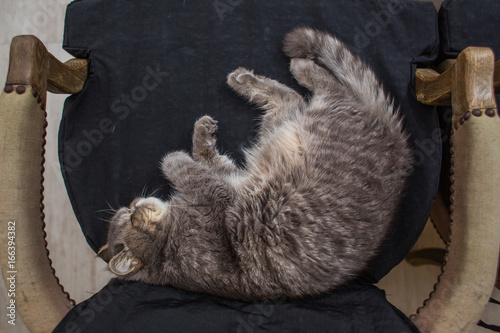 Fat little cat sleeping on chair photo