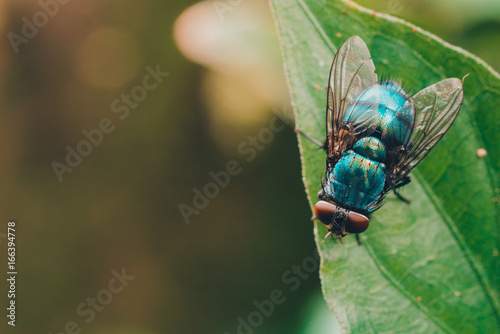 insect fly on green leaf photo