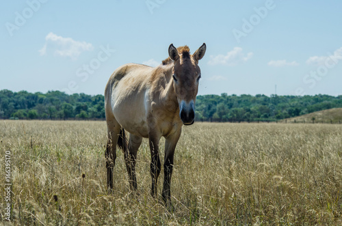 Horse Przhevalsky in the steppe reserve photo