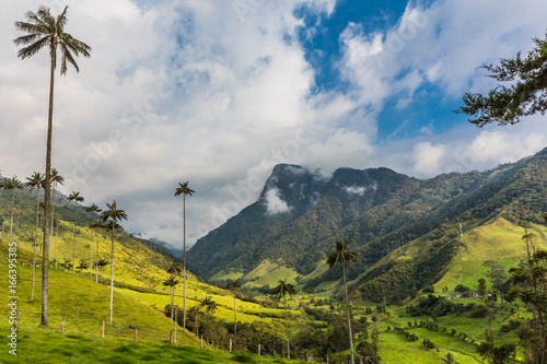 El Bosque de Las Palmas Landscapes of  palm trees in Valley Cocora  near Salento Quindio in Colombia South America photo