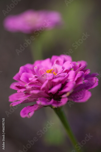 Zinna Macro