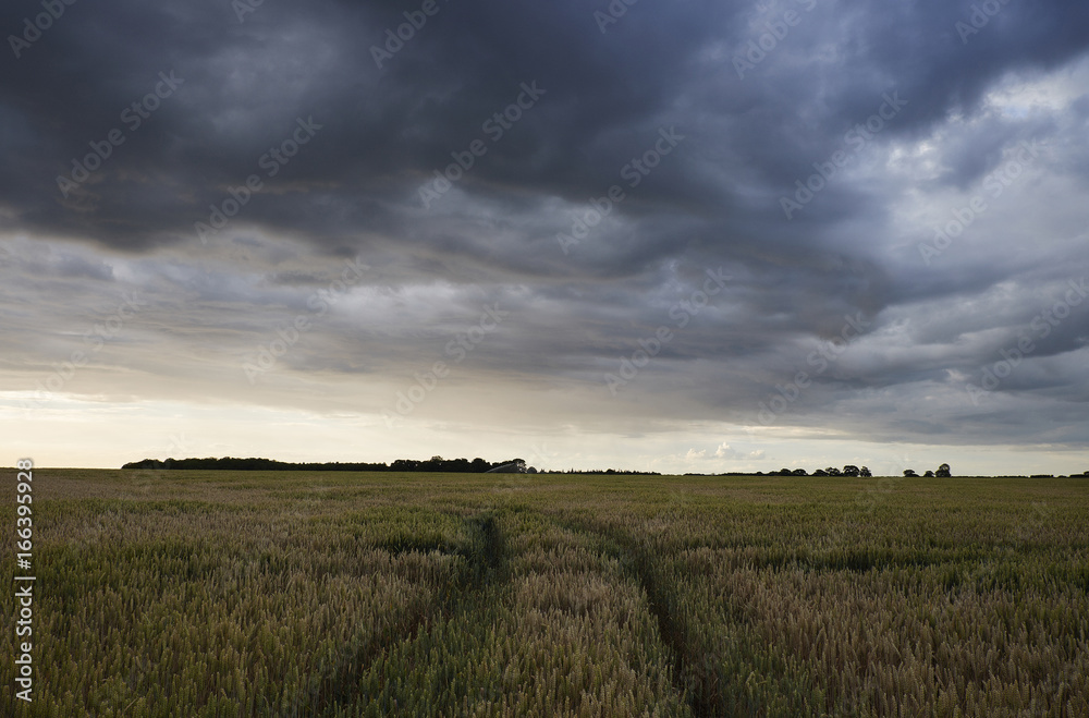 Storm clouds over a field of wheat at sunset. Norfolk, UK.
