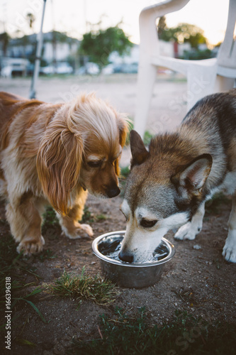 Photography Two dogs drinking from same water bowl