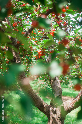 Cherry trees on a farm photo