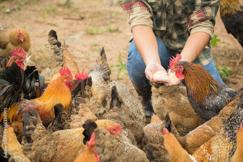 Farm worker feeding chicken at poultry farm photo